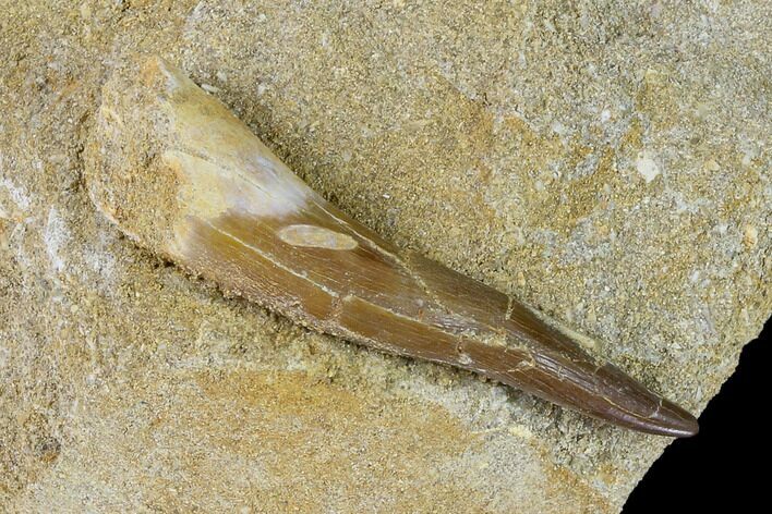 Fossil Plesiosaur (Zarafasaura) Tooth - Morocco #127418